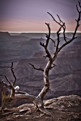 Dead Tree of Hopi Point