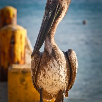 _MG_8740-1188592261-O