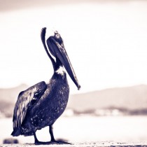 _MG_9480-1188603096-O