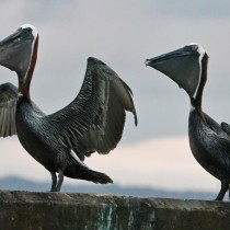 _MG_9608-1188606418-O